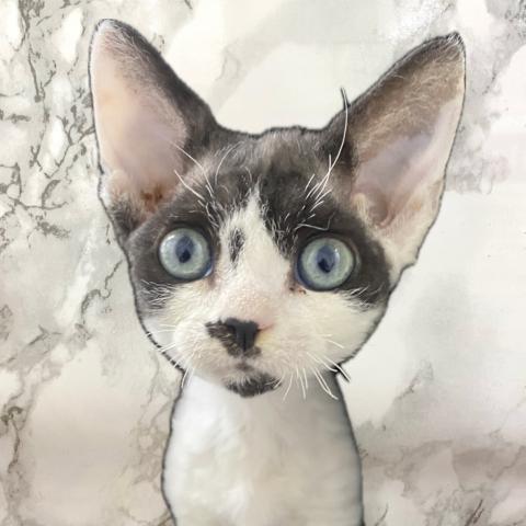 デボンレックス