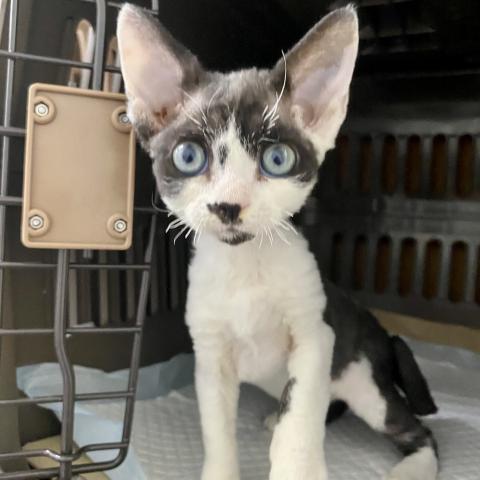 埼玉県のデボンレックス (NICO PET 三郷店/2025年8月9日生まれ/男の子/ブラックホワイト)の子猫の3枚目の画像