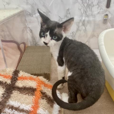 埼玉県のデボンレックス (NICO PET 三郷店/2025年8月9日生まれ/男の子/ブラックホワイト)の子猫の4枚目の画像