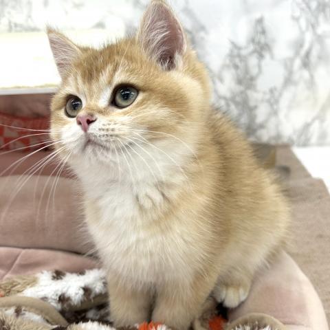 埼玉県のブリティッシュショートヘアー (NICO PET 三郷店/2025年6月30日生まれ/男の子/ゴールデン)の子猫の2枚目の画像