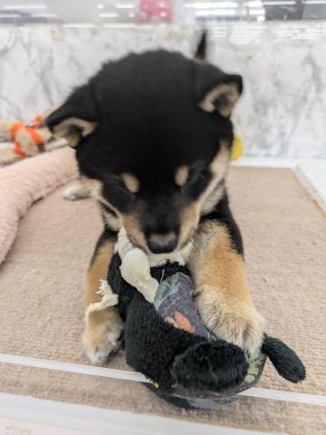 埼玉県の柴犬(標準サイズ) (NICO PET 三郷店/2025年8月16日生まれ/男の子/黒)の子犬の3枚目の画像