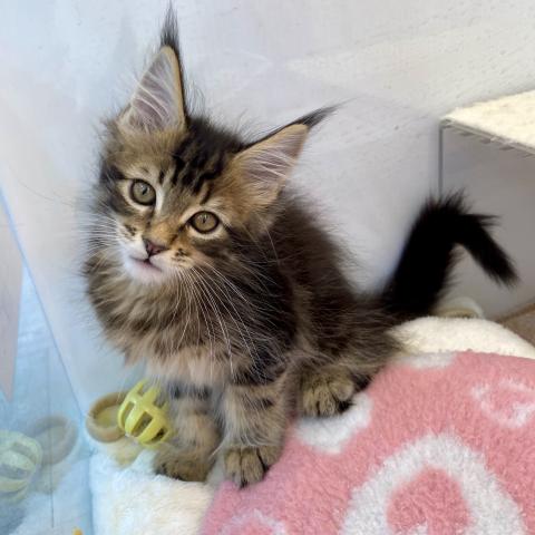 埼玉県のメインクーン (NICO PET 三郷店/2025年8月24日生まれ/男の子/ブラウンタビー)の子猫の3枚目の画像