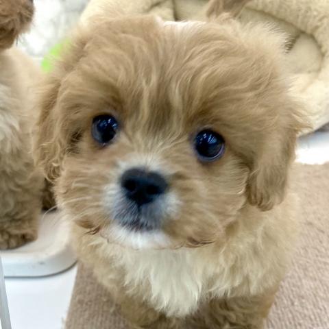 MIXトイプードル×ペキニーズ