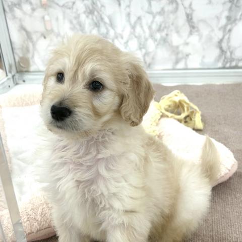 MIXゴールデンレトリバー×スタンダードプードル