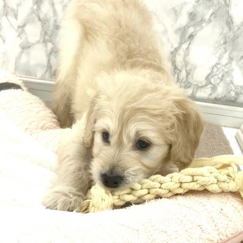 MIXゴールデンレトリバー×スタンダードプードル