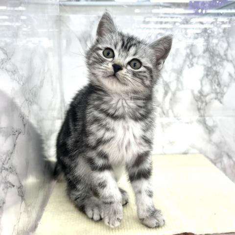 アメリカンショートヘアー