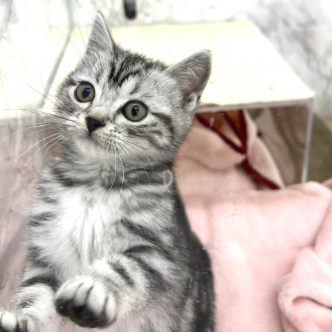 アメリカンショートヘアー