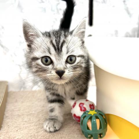 アメリカンショートヘアー