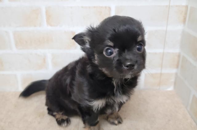 秋田県のチワワ(ロング) (ペットアミ 大曲店/2025年7月4日生まれ/女の子/ブラックタンホワイト)の子犬の4枚目の画像