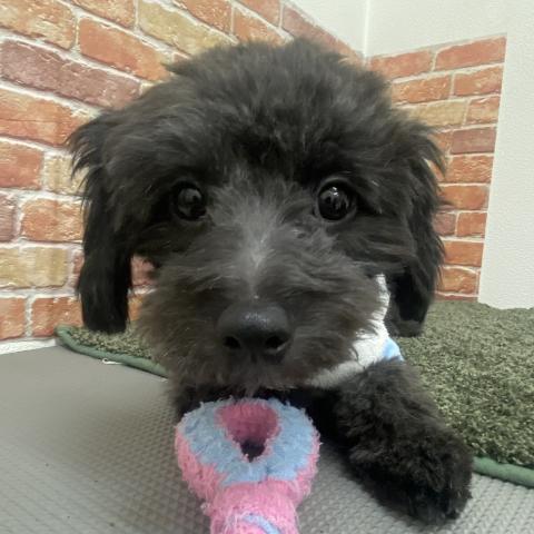 石川県のチワプー/プーチー(チワワ×プードル) (ペットアミ 津幡店/2025年4月26日生まれ/男の子/ブラック)の子犬の3枚目の画像