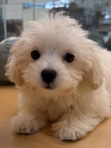 三重県のハーフ犬・ミックス犬 (ペットアミ 松阪店/2025年8月24日生まれ/男の子/クリーム)の子犬の1枚目の画像