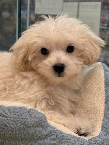 三重県のハーフ犬・ミックス犬 (ペットアミ 松阪店/2025年8月24日生まれ/男の子/クリーム)の子犬の2枚目の画像