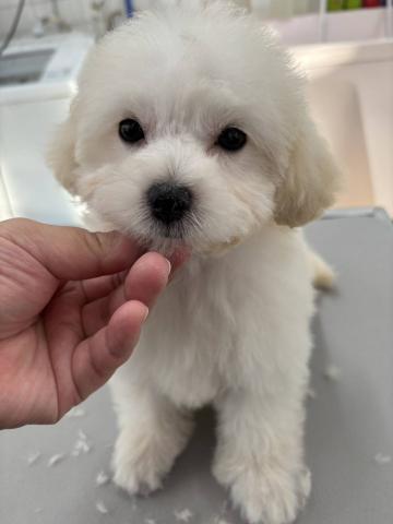 三重県のハーフ犬・ミックス犬 (ペットアミ 松阪店/2025年8月24日生まれ/男の子/クリーム)の子犬の3枚目の画像