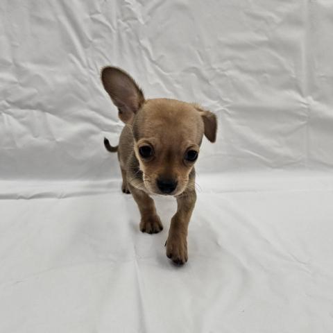 大阪府のチワックス(チワワ×ダックス) (NICO PET Select 和泉中央店/2025年9月7日生まれ/男の子/その他色)の子犬の2枚目の画像