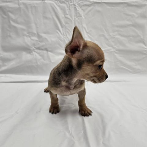 大阪府のチワックス(チワワ×ダックス) (NICO PET Select 和泉中央店/2025年9月7日生まれ/男の子/その他色)の子犬の4枚目の画像