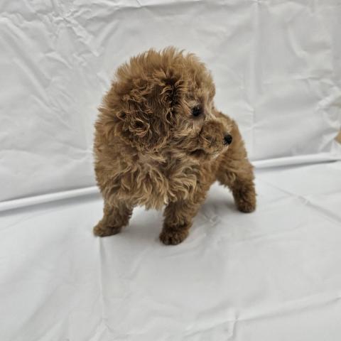 大阪府のトイプードル(トイ) (NICO PET Select 和泉中央店/2025年9月6日生まれ/男の子/アプリコット)の子犬の4枚目の画像