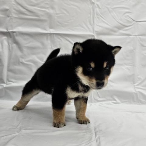 大阪府の柴犬(標準サイズ) (NICO PET Select 和泉中央店/2025年8月28日生まれ/男の子/黒)の子犬の3枚目の画像