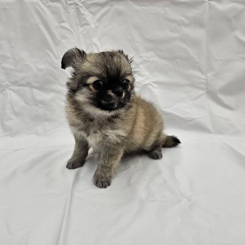 大阪府のポメチワ/チワポメ/ポメチー(ポメラニアン×チワワ) (NICO PET Select 和泉中央店/2025年9月6日生まれ/男の子/ウルフセーブル)の子犬の2枚目の画像