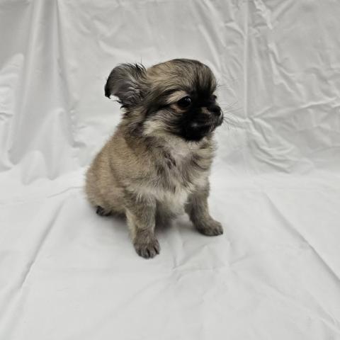 大阪府のポメチワ/チワポメ/ポメチー(ポメラニアン×チワワ) (NICO PET Select 和泉中央店/2025年9月6日生まれ/男の子/ウルフセーブル)の子犬の4枚目の画像