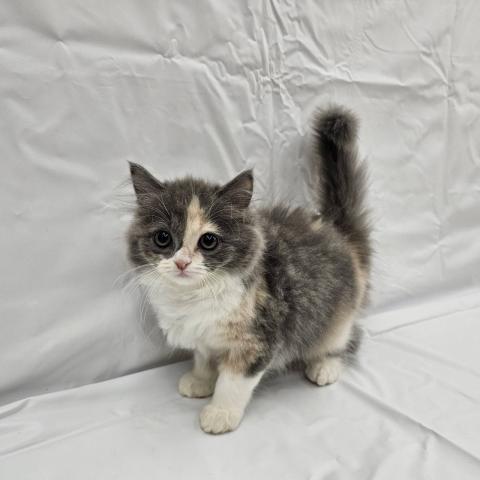 スコティッシュフォールド