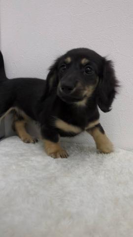 ミニチュアダックスフンド