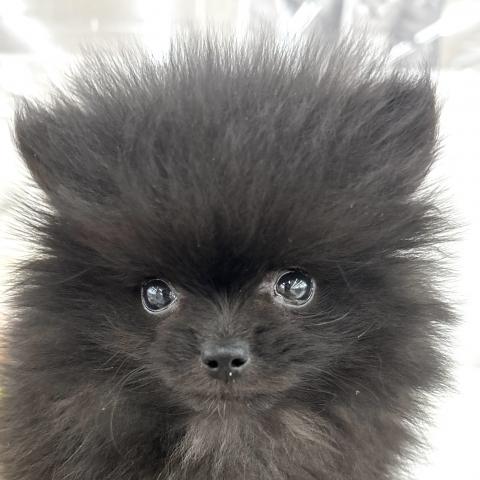 ポメラニアン