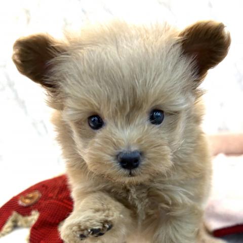 MIXポメラニアン×トイプードル