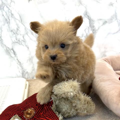 MIXポメラニアン×トイプードル