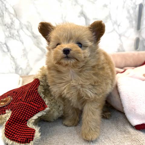 MIXポメラニアン×トイプードル