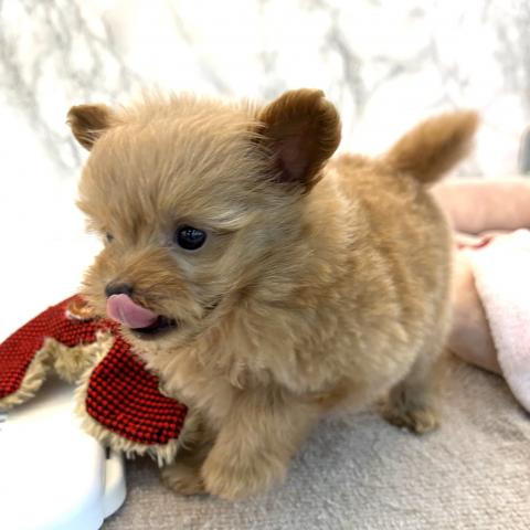 MIXポメラニアン×トイプードル
