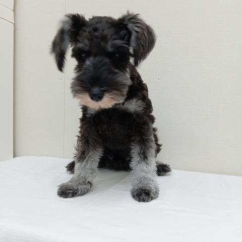 富山県のミニチュアシュナウザー (ペットアミ宮野店/2025年6月21日生まれ/男の子/ソルトペッパー)の子犬