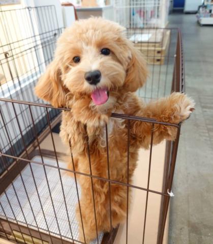 新潟県のマルプー(マルチーズ×プードル) (ペットアミ 柏崎店/2025年4月4日生まれ/男の子/その他色)の子犬