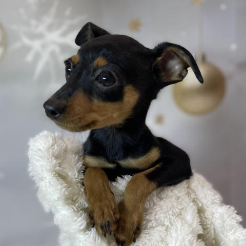 ミニチュアピンシャー