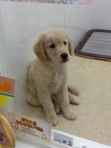 新潟県のゴールデンレトリバー (ペットアミ 小千谷店/2025年8月23日生まれ/男の子/ゴールド)の子犬