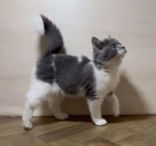 スコティッシュフォールド