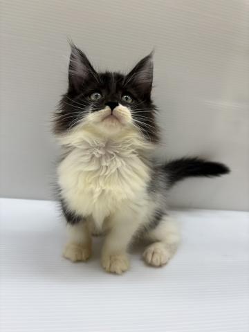 宮城県のメインクーン (ペットアミ 佐沼店/2025年8月13日生まれ/男の子/ブラックホワイト)の子猫の2枚目の画像