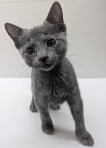 宮城県のロシアンブルー (ペットアミ 佐沼店/2025年8月24日生まれ/男の子/ブルー)の子猫の1枚目の画像