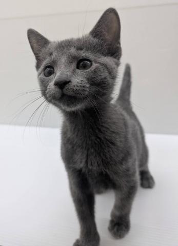 宮城県のロシアンブルー (ペットアミ 佐沼店/2025年8月24日生まれ/男の子/ブルー)の子猫の3枚目の画像