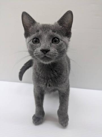 宮城県のロシアンブルー (ペットアミ 佐沼店/2025年8月24日生まれ/男の子/ブルー)の子猫の4枚目の画像