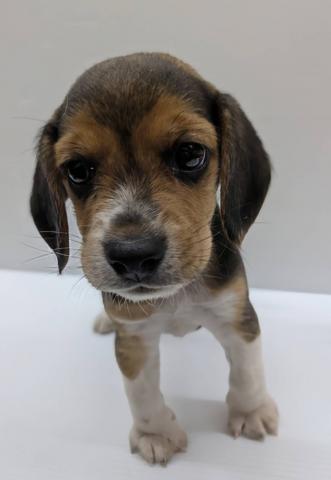 宮城県のビーグル (ペットアミ 佐沼店/2025年8月30日生まれ/男の子/ブラックタンホワイト)の子犬の2枚目の画像