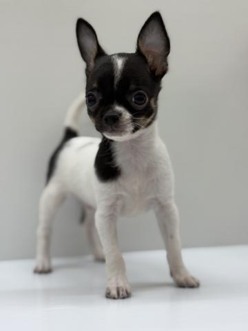 宮城県のチワワ(スムース) (ペットアミ 佐沼店/2025年8月16日生まれ/男の子/ホワイトブラック)の子犬の2枚目の画像