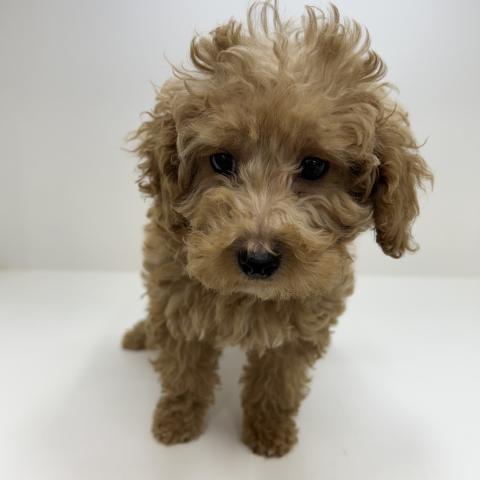 トイプードル