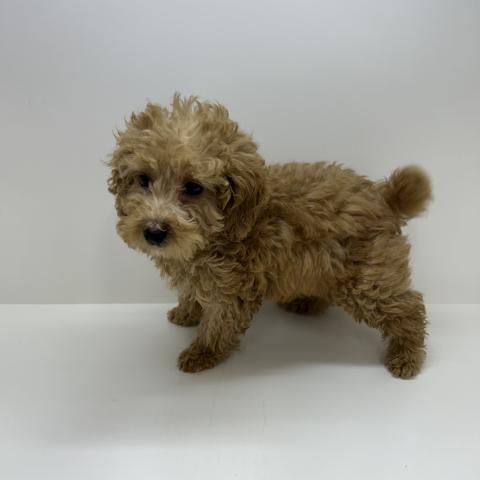 トイプードル