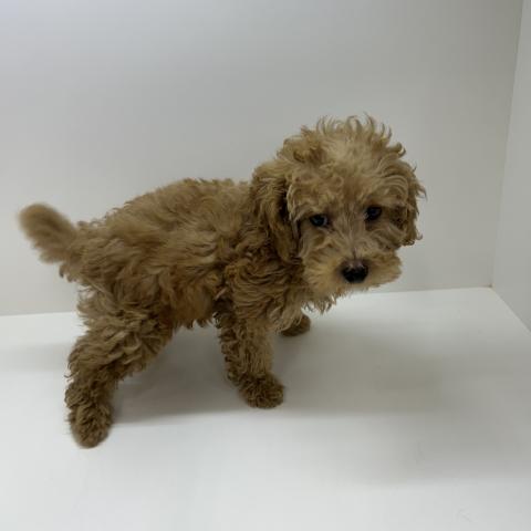 トイプードル