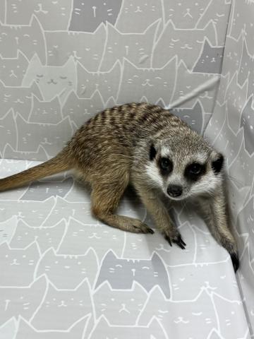 ミーアキャット