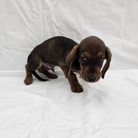 スタンダードダックスフンド