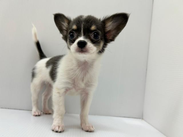 チワワ（ロングコート）