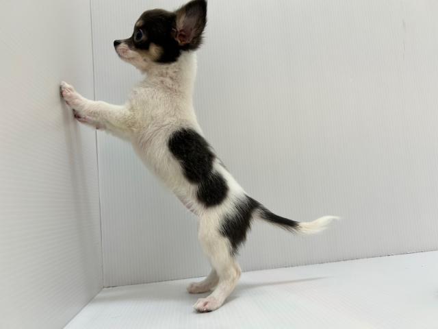 チワワ（ロングコート）