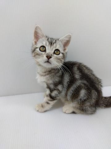 アメリカンショートヘアー