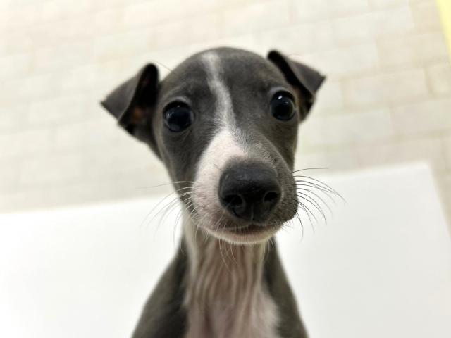 イタリアングレーハウンド